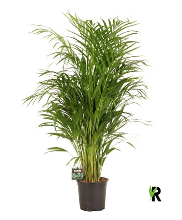 Planta naturala Dypsis lutescens H90 cm PS19 cm in pamant