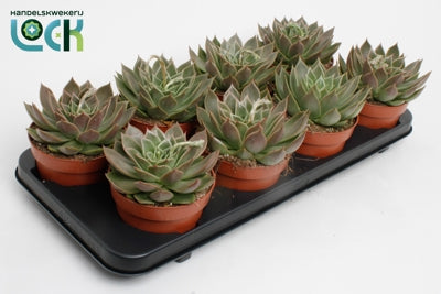 Planta naturala Echeveria agavoides H10 cm PS12 cm in pamant