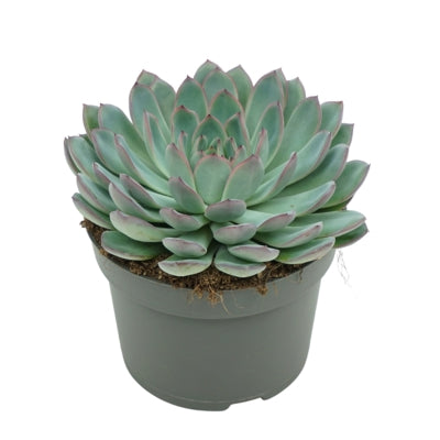 Planta naturala Echeveria 'Apus' H15 cm PS13 cm in pamant