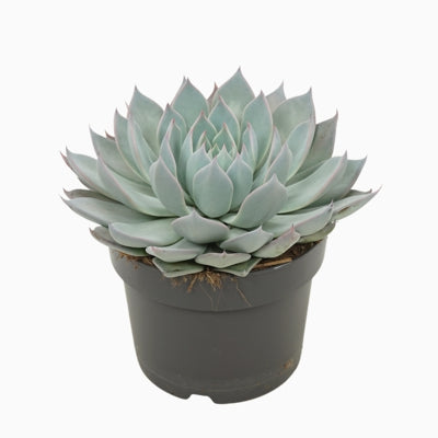 Planta naturala Echeveria H15 cm PS13 cm in pamant