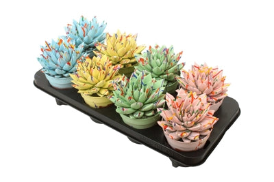 Planta naturala Echeveria 'Miranda' H15 cm PS12 cm in pamant