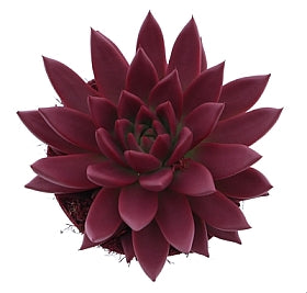 Planta naturala Echeveria 'Miranda' H15 cm PS12 cm in pamant