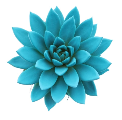 Planta naturala Echeveria 'Miranda' H15 cm PS12 cm in pamant albastra