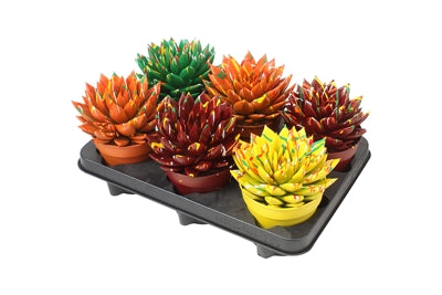 Planta naturala Echeveria 'Miranda' mix vopsite H15 cm PS12 cm in pamant