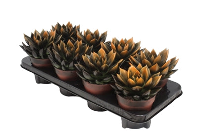 Planta naturala Echeveria 'Miranda' vopsita in aramiu H15 cm PS12 cm in pamant