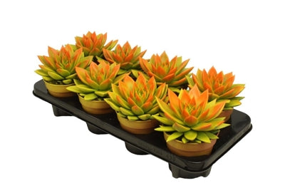 Planta naturala Echeveria 'Miranda' vopsita in portocaliu cu verde H15 cm PS12 cm in pamant