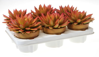 Planta naturala Echeveria 'Miranda' vopsita in portocaliu H15 cm PS12 cm in pamant