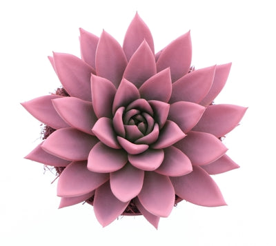 Planta naturala Echeveria 'Miranda' vopsita roz H15 cm PS12 cm in pamant