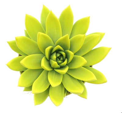 Planta naturala Echeveria 'Miranda' vopsita verde neon H15 cm PS12 cm in pamant