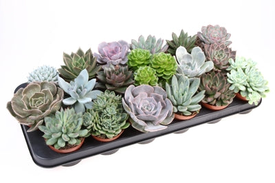 Planta naturala Echeveria mixed H10 cm PS8.5 cm in pamant
