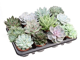 Planta naturala Echeveria mixed H10 cm PS8.5 cm in pamant