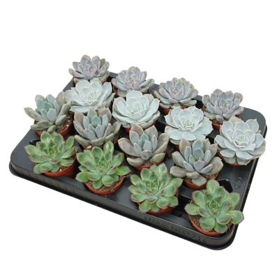 Planta naturala Echeveria mixed H12 cm PS7 cm in pamant