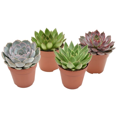 Planta naturala Echeveria mixed H15 cm PS12 cm in pamant