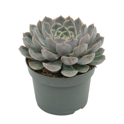 Planta naturala Echeveria 'Orion' H15 cm PS13 cm in pamant