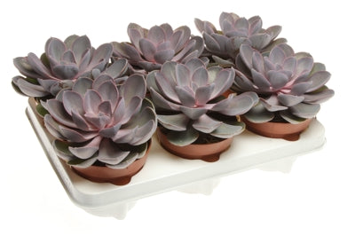 Planta naturala Echeveria 'Perle von Nurnberg' H15 cm PS12 cm in pamant