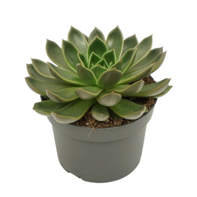 Planta naturala Echeveria without flower H15 cm PS13 cm in pamant