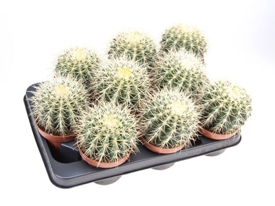 Planta naturala Echinocactus grusonii H12 cm PS10.5 cm in pamant