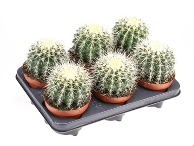 Planta naturala Echinocactus grusonii H20 cm PS12 cm in pamant