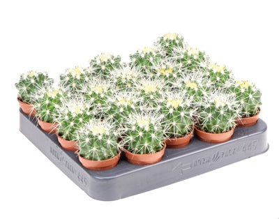 Planta naturala Echinocactus grusonii H8 cm PS5.5 cm in pamant