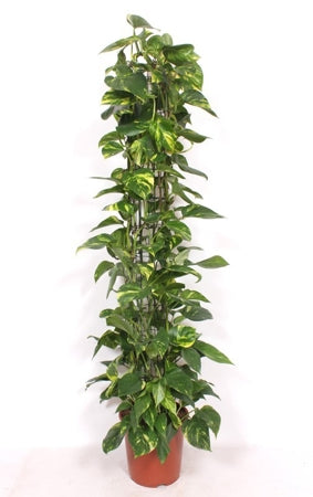 Planta naturala Epipremnum pinn. 'Aureum' H160 cm PS27 cm in pamant