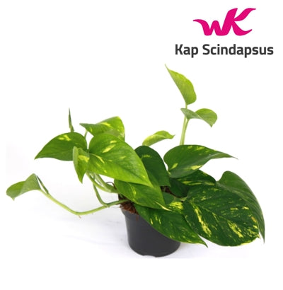 Planta naturala Epipremnum pinn. 'Aureum' H25 cm PS12 cm in pamant