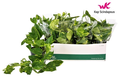 Planta naturala Epipremnum pinn. 'Aureum' H35 cm PS15 cm in pamant