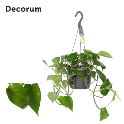 Planta naturala Epipremnum pinn. 'Aureum' (hanging) H30 cm PS17 cm in pamant