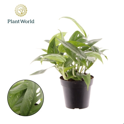 Planta naturala Epipremnum pinn. 'Cebu Blue' H20 cm PS12 cm in pamant