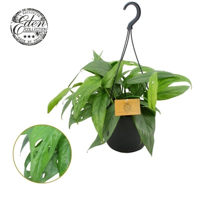 Planta naturala Epipremnum pinn. 'Cebu Blue' H20 cm PS15 cm in pamant
