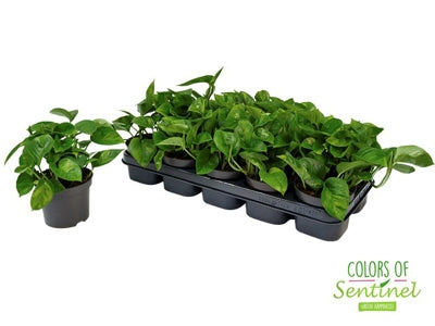 Planta naturala Epipremnum pinn. Global Green H20 cm PS12 cm in pamant