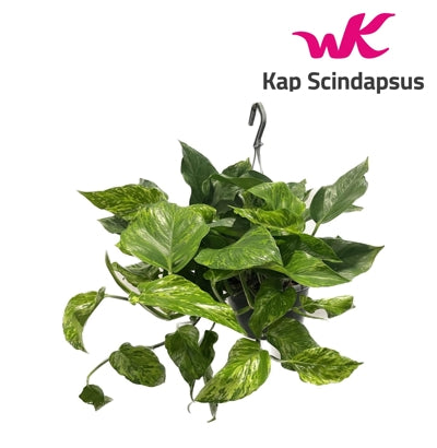 Planta naturala Epipremnum pinn. H45 cm PS15 cm in pamant