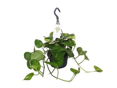 Planta naturala Epipremnum pinn. hanging H30 cm PS14 cm in pamant