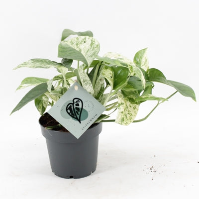 Planta naturala Epipremnum pinn. 'Marble Variegata' H20 cm PS12 cm in pamant