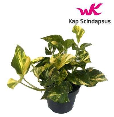 Planta naturala Epipremnum pinn. N'Joy Gold H25 cm PS12 cm in pamant