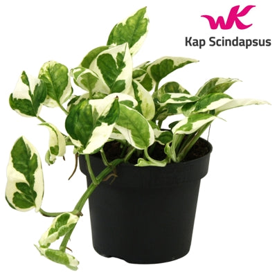 Planta naturala Epipremnum pinn. N'Joy H15 cm PS12 cm in pamant