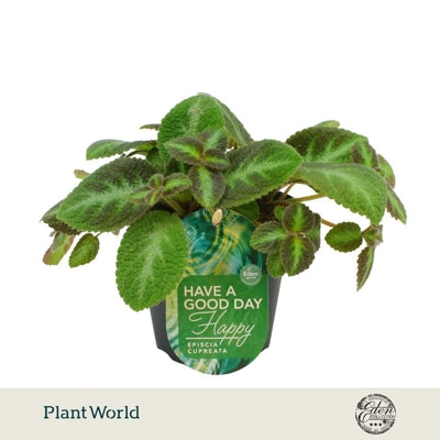 Planta naturala Episcia cupreata 'Neon Surprise' H10 cm PS12 cm in pamant