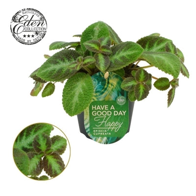 Planta naturala Episcia cupreata 'Neon Surprise' H10 cm PS12 cm in pamant