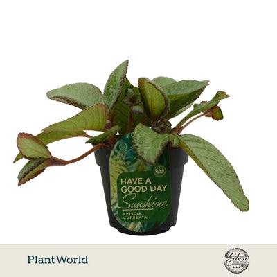 Planta naturala Episcia cupreata 'Tierra Menta' H10 cm PS12 cm in pamant