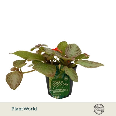 Planta naturala Episcia cupreata 'Tierra Plata' H10 cm PS12 cm in pamant
