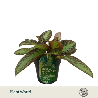 Planta naturala Episcia cupreata 'Zebra' H10 cm PS12 cm in pamant