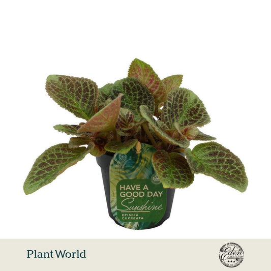 Planta naturala Episcia PS in pamant