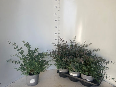 Planta naturala Eucalyptus gunnii H45 cm PS17 cm in pamant