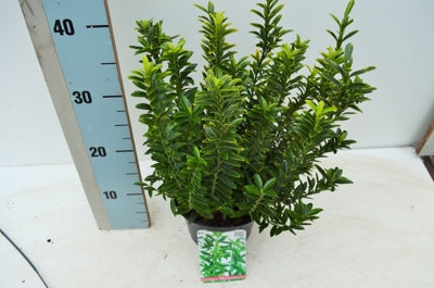Planta naturala Euonymus jap. 'Microphyllus Aureovariegatus' H35 cm PS17 cm in pamant