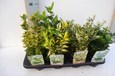 Planta naturala Euonymus jap. mixed H15 cm PS13 cm in pamant