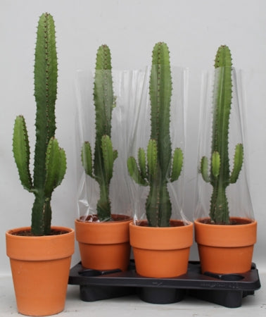 Planta naturala Euphorbia acrurensis H65 cm PS18 cm in pamant