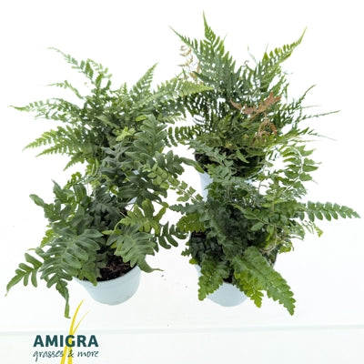Planta naturala Ferns mixed H15 cm PS10.5 cm in pamant