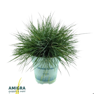 Planta naturala Festuca glauca Compacta Blue H25 cm PS10.5 cm in pamant