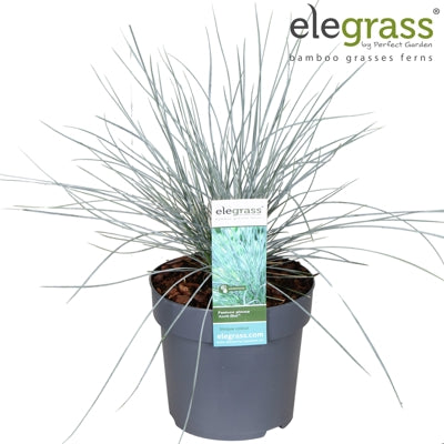 Planta naturala Festuca glauca H40 cm PS14 cm in pamant