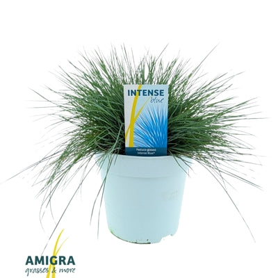 Planta naturala Festuca glauca Intense Blue H40 cm PS17 cm in pamant