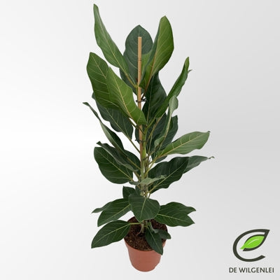 Planta naturala Ficus bengh. Joy H110 cm PS21 cm in pamant
